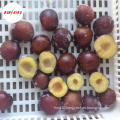 Wholesale distribute supplier IQF Frozen plum